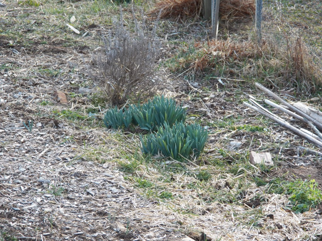 Daffodils coming up strong