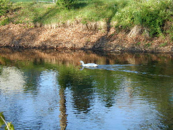 Swan on Rockaway River